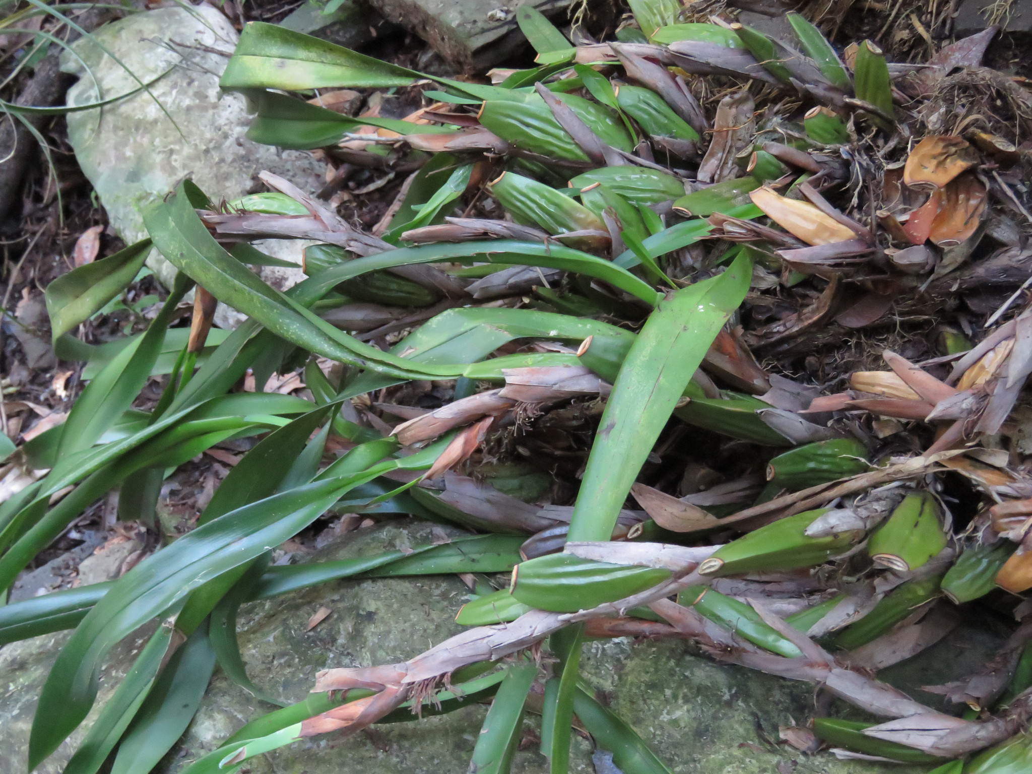 Maxillaria densa